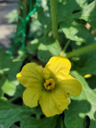 동읍새날농장님의 기타작물 · 병해충상담 작성글 사진