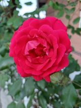 팜모닝 🎤어떤 노래 좋아하세요?·참여글 게시글 이미지