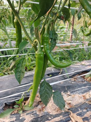 자경님의 자유주제 · 자유게시판 작성글 사진