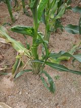 팜모닝 옥수수·영농일지 게시글 이미지