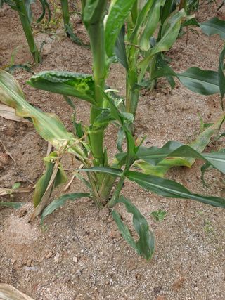 김종국님의 옥수수 · 영농일지 작성글 사진