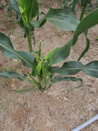 김종국님의 옥수수 · 영농일지 작성글 사진