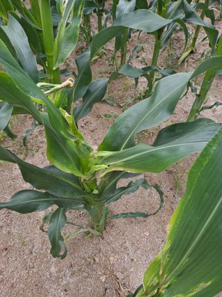 김종국님의 옥수수 · 영농일지 작성글 사진