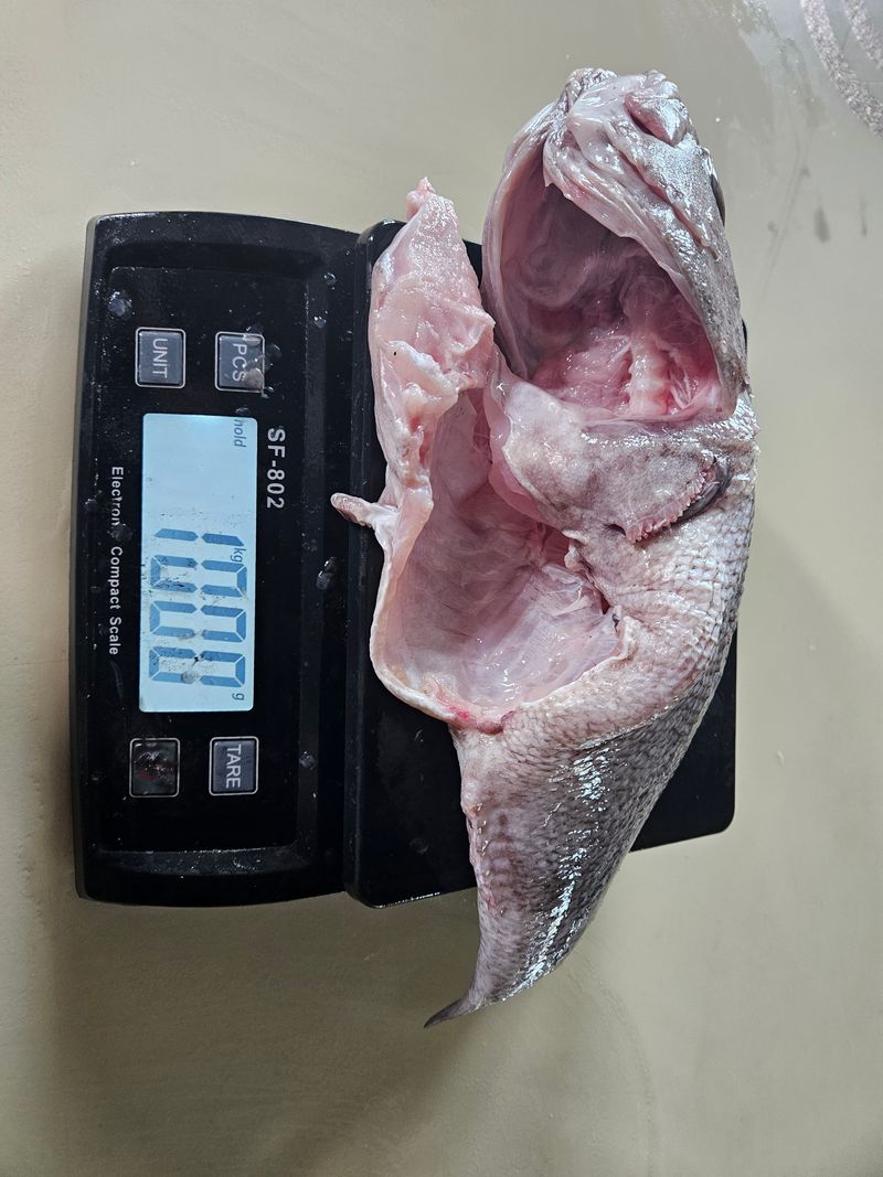 장터 상품 [국내 자연산 초대형 우럭(손질후 1kg) 이상의 초대형] 썸네일