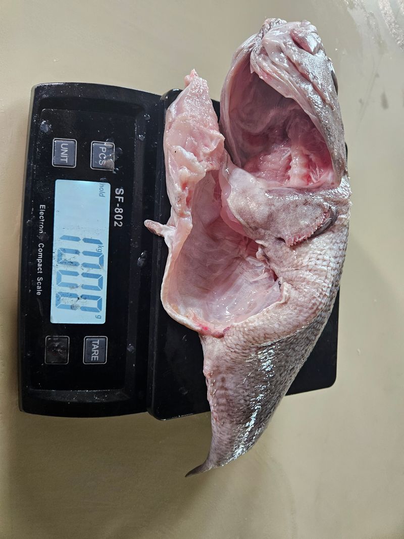 김진국님의 장터 판매 상품 [국내 자연산 초대형 우럭(손질후 1kg) 이상의 초대형] 첨부 사진