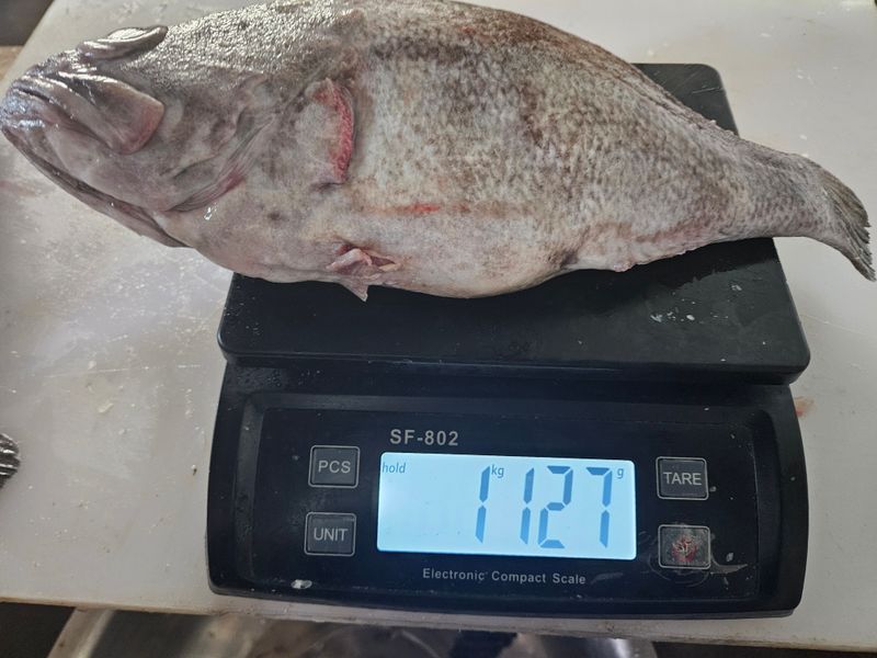 김진국님의 장터 판매 상품 [국내 자연산 초대형 우럭(손질후 1kg) 이상의 초대형] 첨부 사진