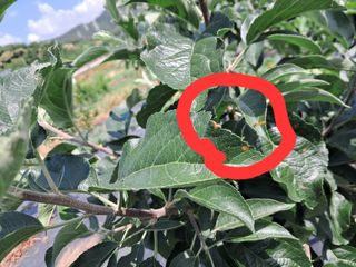 두견새님의 농사, 무엇이든 물어보세요! · 참여글 작성글 사진