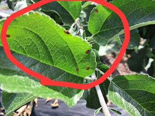 두견새님의 농사, 무엇이든 물어보세요! · 참여글 작성글 사진