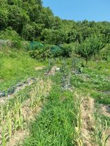 팜모닝 마늘·영농일지 게시글 이미지