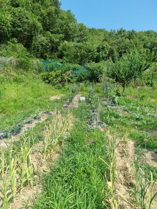 도담추쌍엽님의 마늘 · 영농일지 작성글 사진