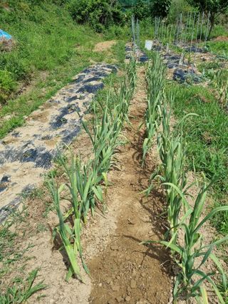 도담추쌍엽님의 마늘 · 영농일지 작성글 사진