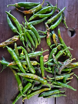 밀알 56님의 농사, 무엇이든 물어보세요! · 참여글 작성글 사진