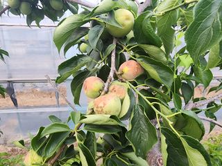 아침못자연농원님의 매실 · 병해충상담 작성글 사진