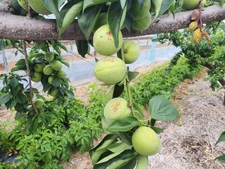 아침못자연농원님의 매실 · 병해충상담 작성글 사진