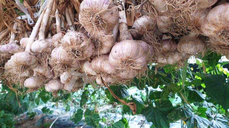 장터 상품 [완판되었습니다] 썸네일