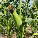 팜모닝 옥수수·자유게시판 게시글 이미지