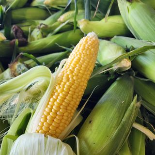 김영미(용흥팜)님의 옥수수 · 자유게시판 작성글 사진