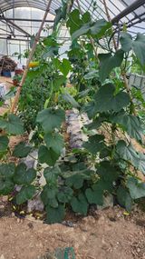 팜모닝 자유주제·자유게시판 게시글 이미지