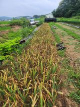 팜모닝 자유주제·자유게시판 게시글 이미지