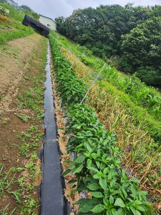 콩8087님의 자유주제 · 자유게시판 작성글 사진