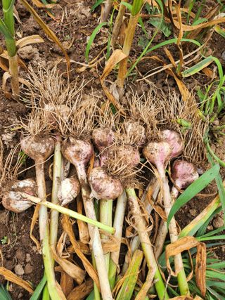 콩8087님의 자유주제 · 자유게시판 작성글 사진