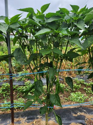 콩8087님의 자유주제 · 자유게시판 작성글 사진