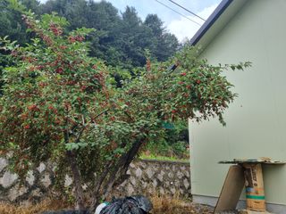 다인복숭아농장님의 자유주제 · 자유게시판 작성글 사진