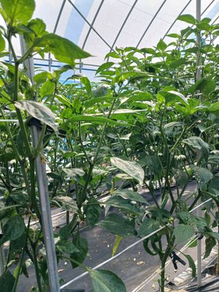 최광순님의 고추 · 병해충상담 작성글 사진