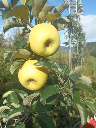 다나농원 이진우님의 작성글 사진