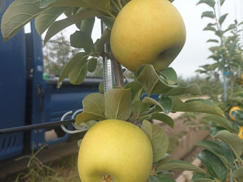 다나농원 이진우님의 장터 판매 상품 [청송꿀사과 시나노골드(황금사과)5kg   예약주문] 첨부 사진