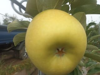 다나농원 이진우님의 작성글 사진