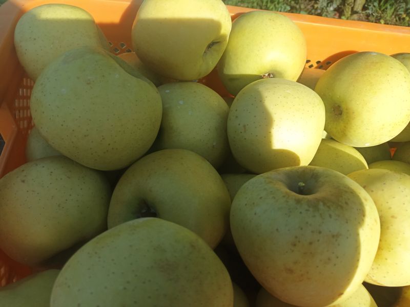다나농원 이진우님의 장터 판매 상품 [청송꿀사과 시나노골드(황금사과)5kg   예약주문] 첨부 사진