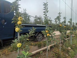 다나농원 이진우님의 작성글 사진