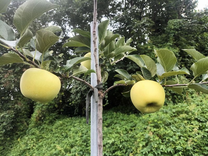 다나농원 이진우님의 장터 판매 상품 [청송꿀사과 시나노골드(황금사과)5kg   예약주문] 첨부 사진