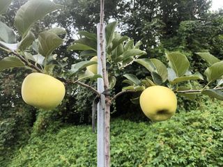 다나농원 이진우님의 작성글 사진