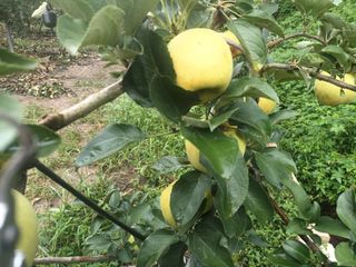 다나농원 이진우님의 작성글 사진