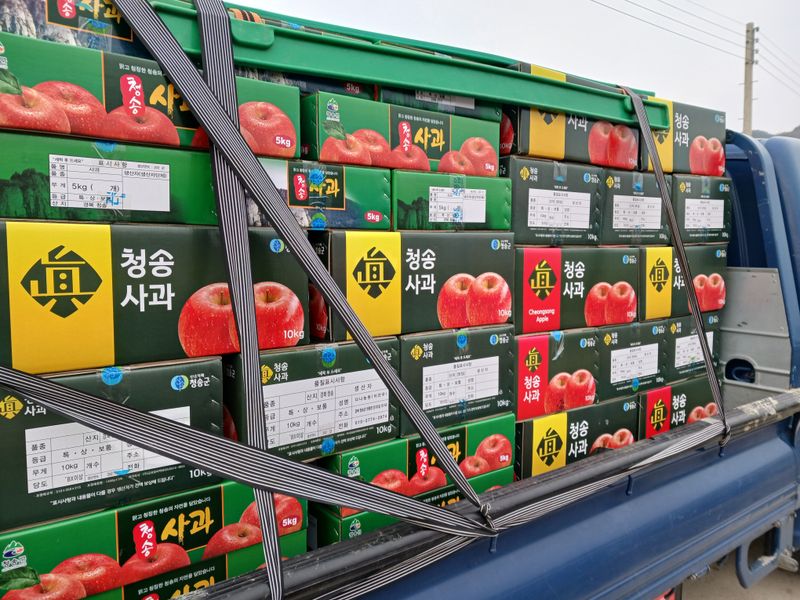 다나농원 이진우님의 장터 판매 상품 [청송꿀사과 시나노골드(황금사과)5kg   예약주문] 첨부 사진