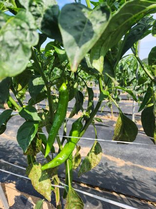 서천 희리산자락님의 고추 · 병해충상담 작성글 사진