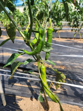 서천 희리산자락님의 고추 · 병해충상담 작성글 사진