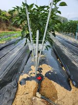 팜모닝 고추·영농일지 게시글 이미지