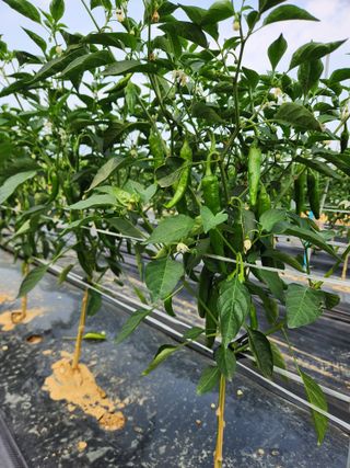 장재갑님의 고추 · 영농일지 작성글 사진