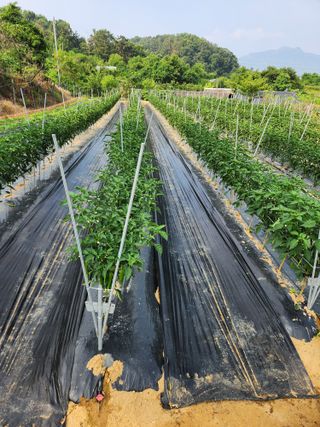 장재갑님의 고추 · 영농일지 작성글 사진