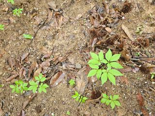 녹우농장님의 기타작물 · 영농일지 작성글 사진