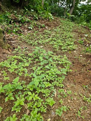 녹우농장님의 기타작물 · 영농일지 작성글 사진