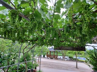 정관호님의 포도 · 영농일지 작성글 사진