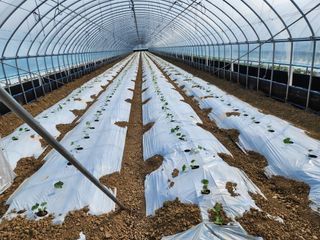 김저팔계님의 기타작물 · 영농일지 작성글 사진