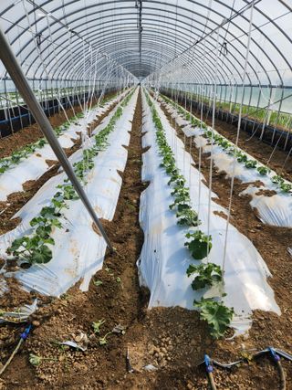 김저팔계님의 기타작물 · 영농일지 작성글 사진