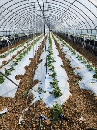 김저팔계님의 기타작물 · 영농일지 작성글 사진