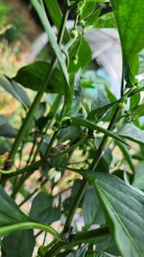 팜모닝 자유주제·자유게시판 게시글 이미지