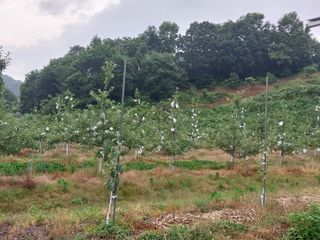 시골살이님의 자유주제 · 자유게시판 작성글 사진